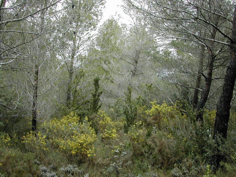 arandoagut04.jpg