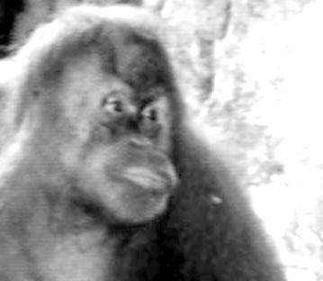 utan