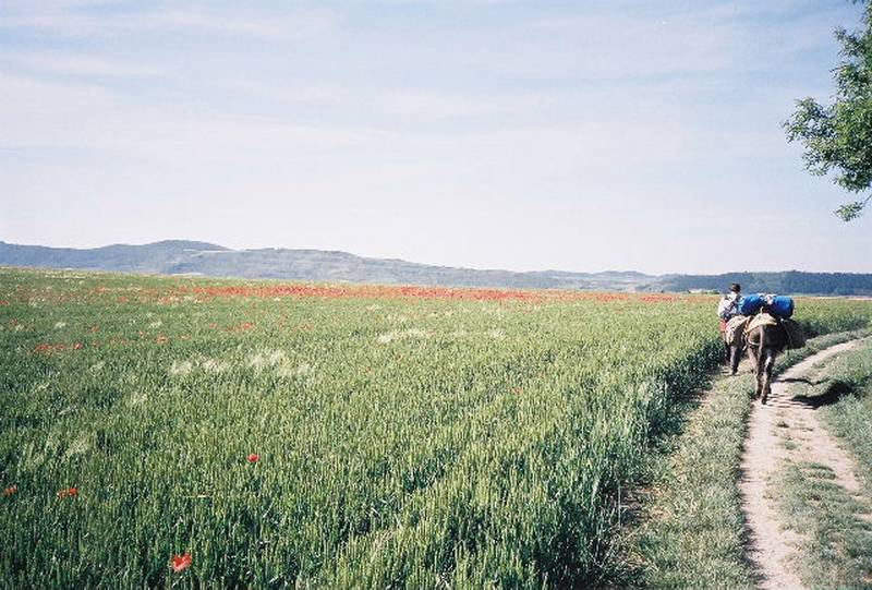 ronce004.jpg