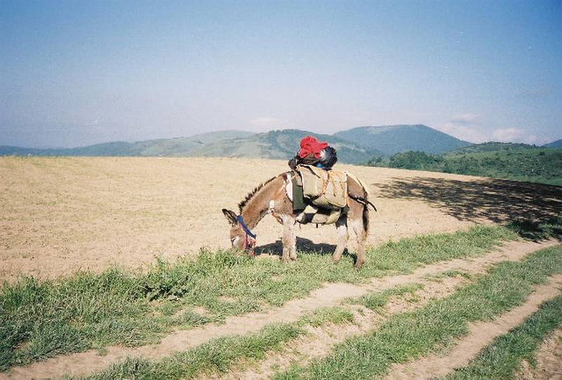 ronce027.jpg
