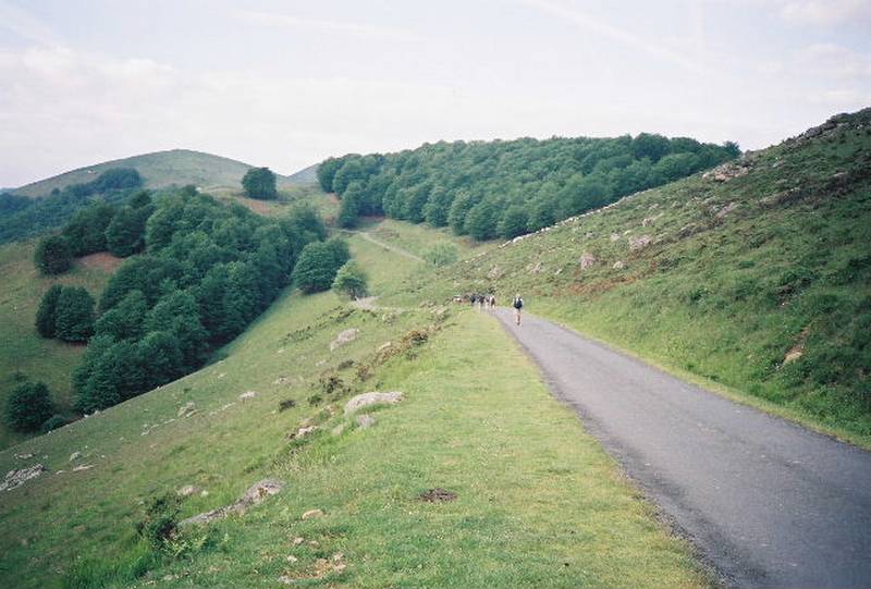 ronce036.jpg