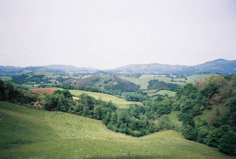 ronce038.jpg