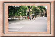 ronce018.jpg