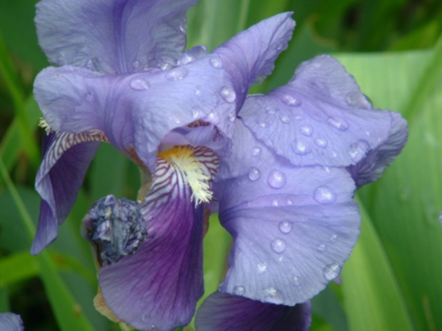 NAT20030419AA.jpg